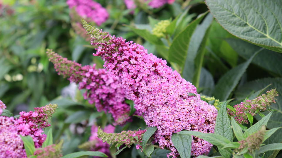 How To Prune Butterfly Bush (Buddleia)